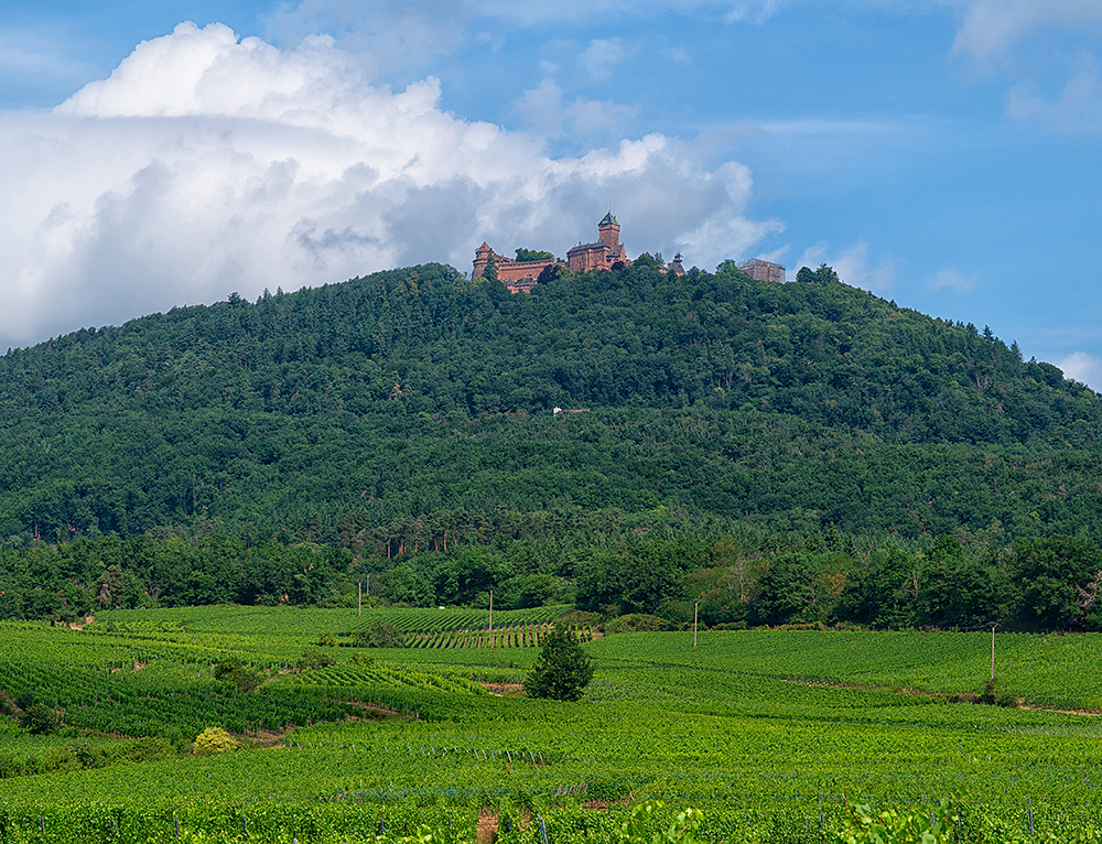 Weinberge bis zum Fuße der Vogesen, wie hier mit der stolzen Haut-Koenigsbourg