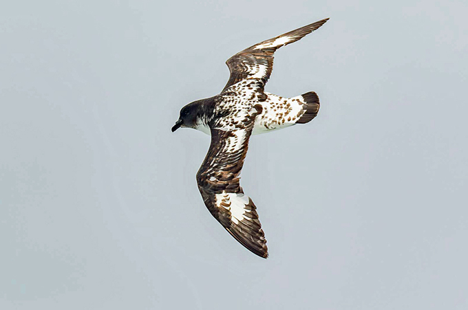 Der Antarktis-Walvogel ist gut an seinem weiß abgesetzten W im Gefieder zu erkennen. (Foto Ted Gatlin, Hurtigruten)