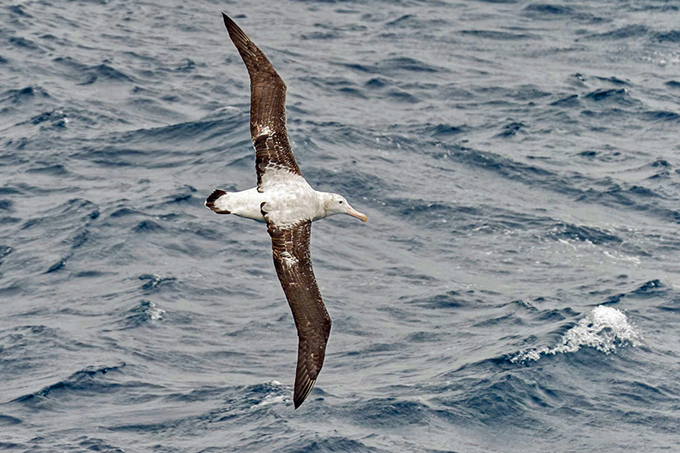 Auch Albatrosse mit ihrer imposanten Spannweite von bis zu drei Metern sind stetige Begleiter einer Kreuzfahrt durch die Drake-Passage.