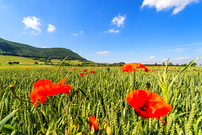 Wandern im Frühling