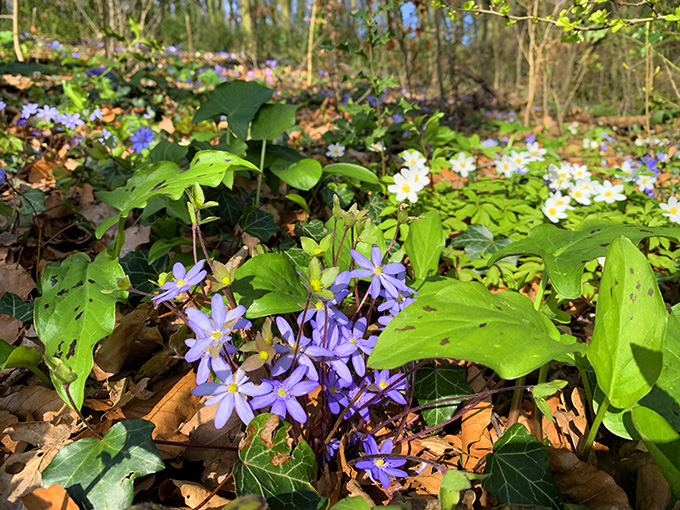 Wandern im Frühling