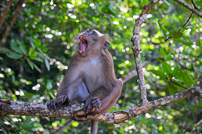 Langkawi