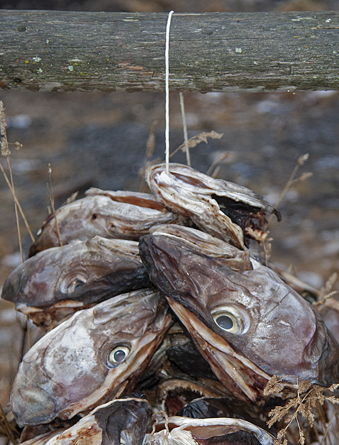 Lofoten