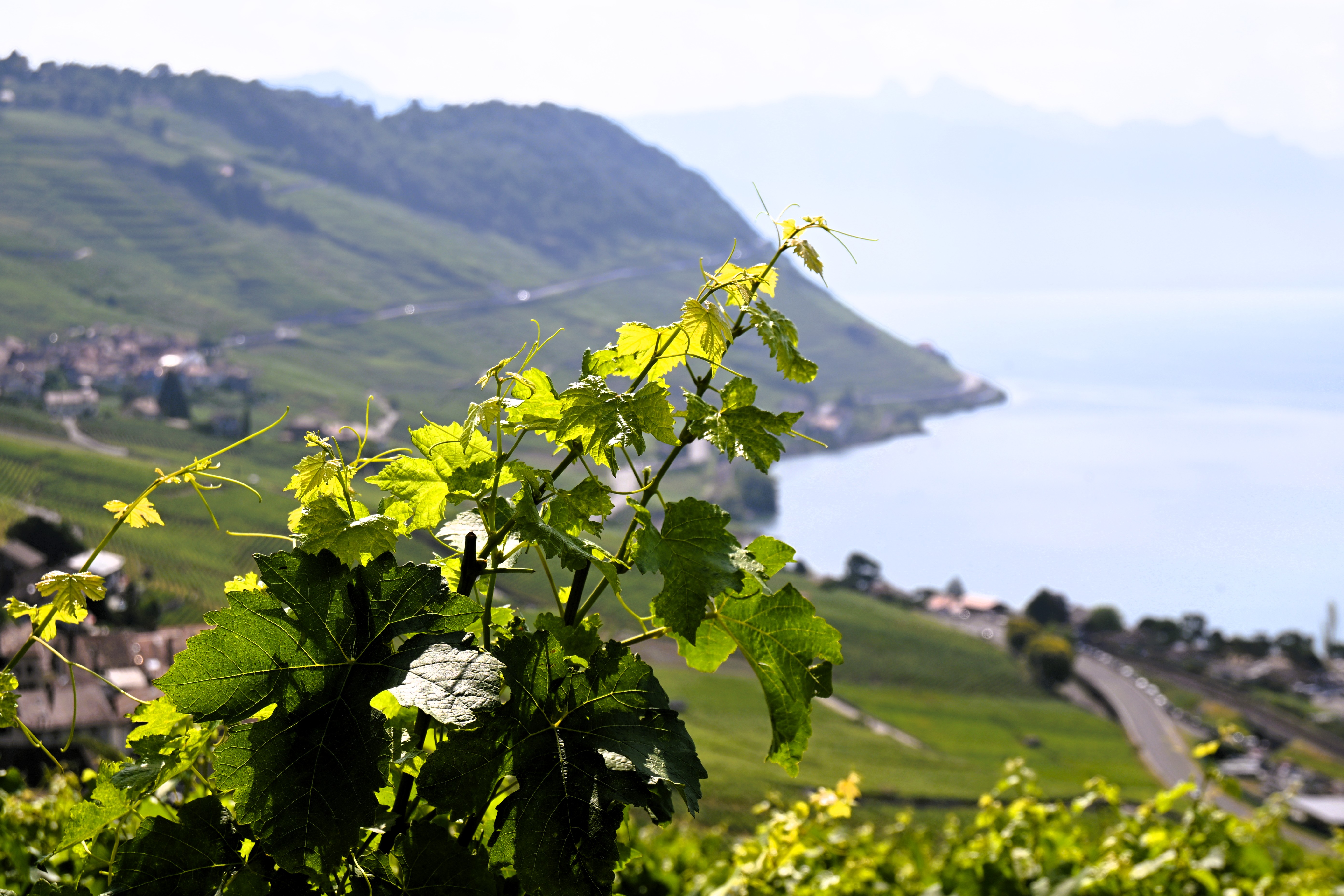 Am Genfer See herrschen ideale Bedingungen für den Weinanbau