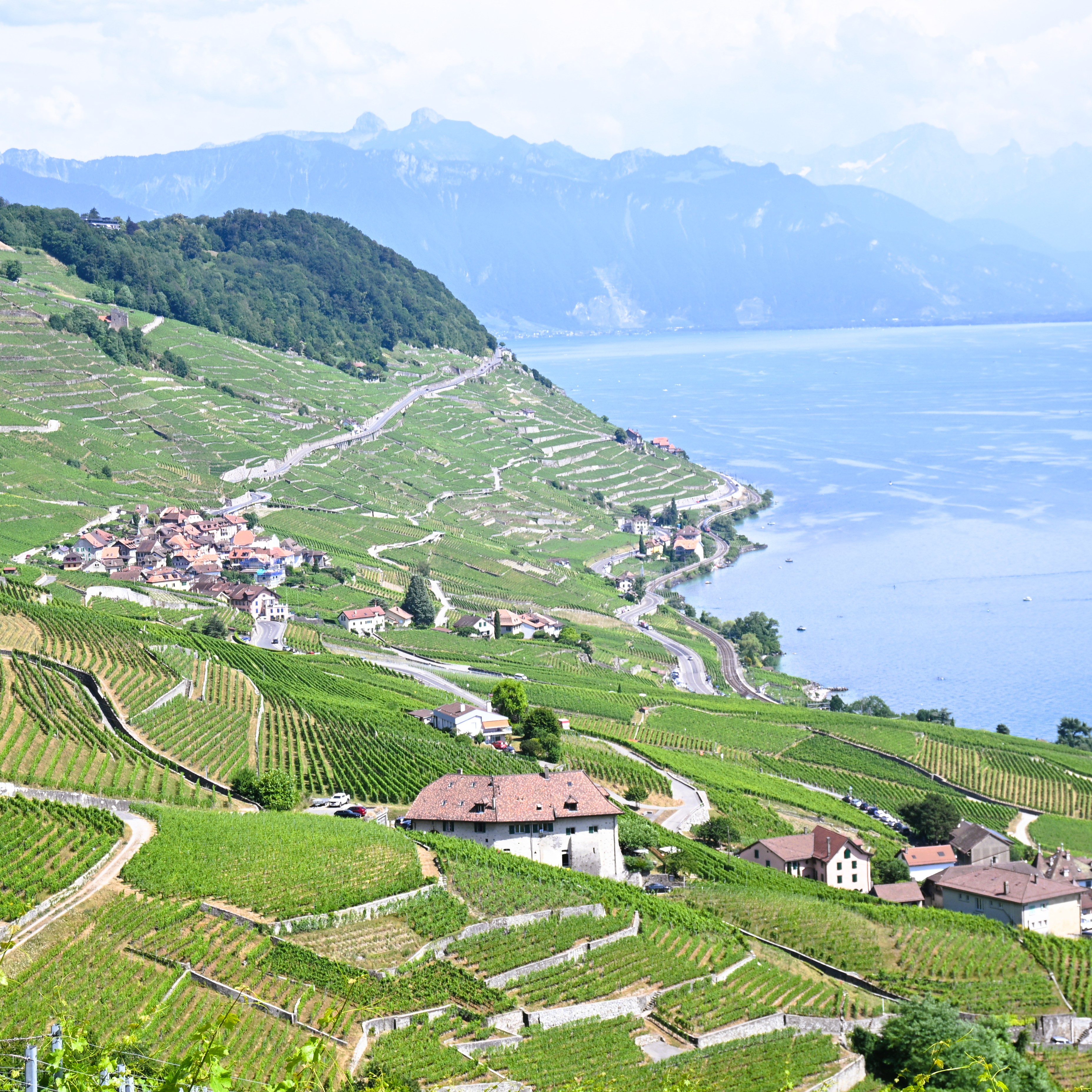 Typische Weinbergszene im LAvaux